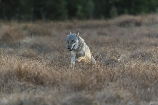 One young male eurasian gray wolf (Canis lupus lupus) running over a meadow with tall grass. A dark forest in the background