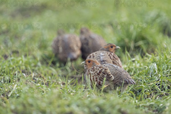 Grey Partridge (Perdix perdix) perched on field, North Rhine-Westphalia, Germany