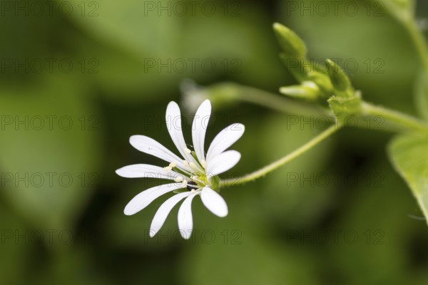 Flower of a chickweed (Stellaria nemorum), Saxony, Germany