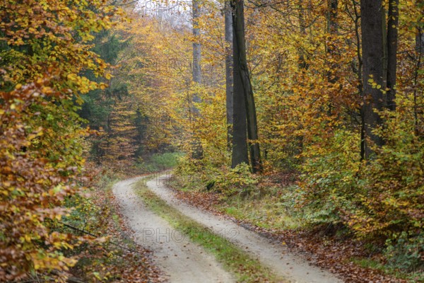 Landscape of a trail going through the European beech (Fagus sylvatica) forest, colored leaves in autumn, Bavaria, Germany