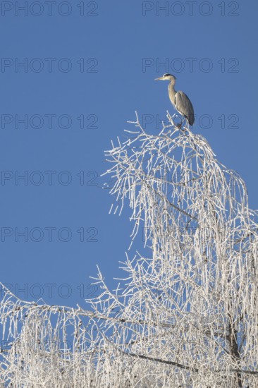 Grey heron (Ardea cinerea) sitting on the top of a tree, Schlitters, Tyrol, Austria