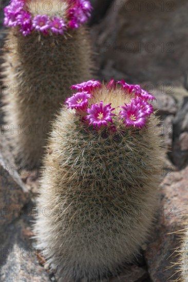 Flowering thorny wart cactus (Mammillaria spinosissima), Botanical Garden, Erlangen, Middle Franconia, Bavaria, Germany