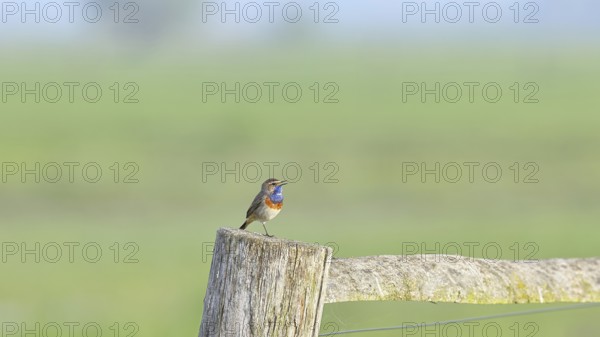 Bluethroat (Luscinia svecica cyanecula), male, on a pasture fence post, wildlife, Lembruch, Ochsen Moor, Dümmer nature park Park, Lower Saxony, Germany
