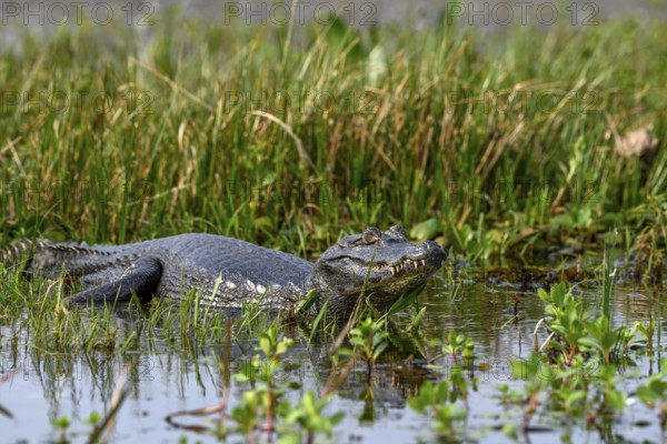 Yacare caiman (Caiman yacare), near Colonia Carlos Pellegrini, Esteros del Iberá, Province of Corrientes, Argentina
