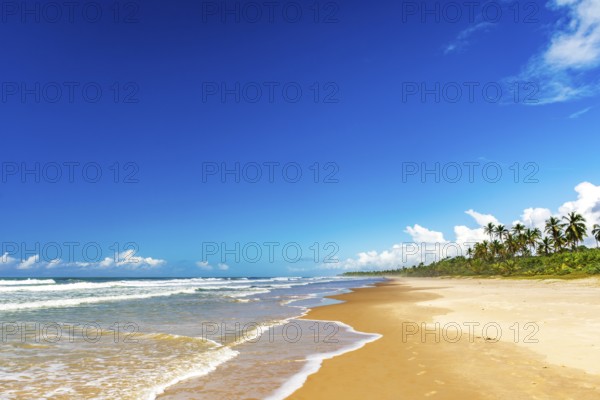 Deserted beach surrounded by coconut trees in Serra Grande on the southern coast of Bahia, Serra Grande / Uruçuca, Bahia, Brazil