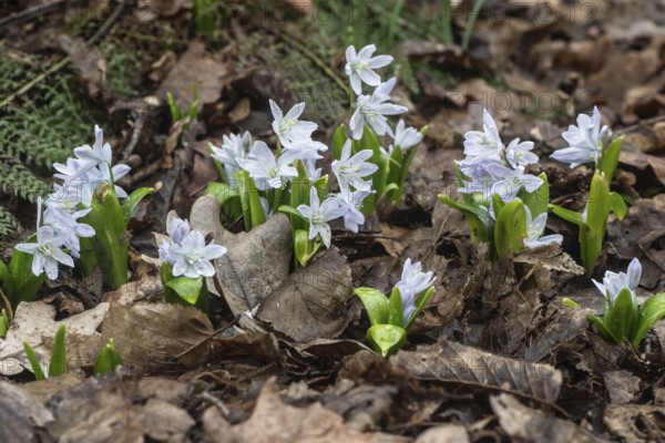 Mishchenkoana bluestem (Scilla mishchenkoana), Emsland, Lower Saxony, Germany