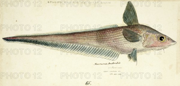 Coelorinchus sp, a genus of rattail fish, fish, reproduction of an original, by Frank Edward Clarke (b. 1849, d. 1899), ichthyologist and scientific draughtsman