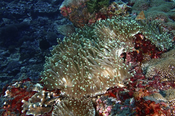 Anthopleura xanthogrammica (Stichodactyla gigantea) stretching over a colourful reef, dive site Toyapakeh, Nusa Ceningan, Nusa Penida, Bali, Indonesia