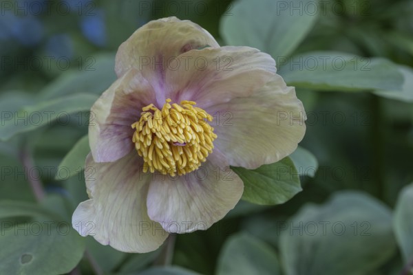 Caucasian peony (Paeonia mlokosewitschii), Emsland, Lower Saxony, Germany