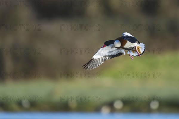 Common Shelduck, Tadorna tadorna, bird in flight over winter marshes