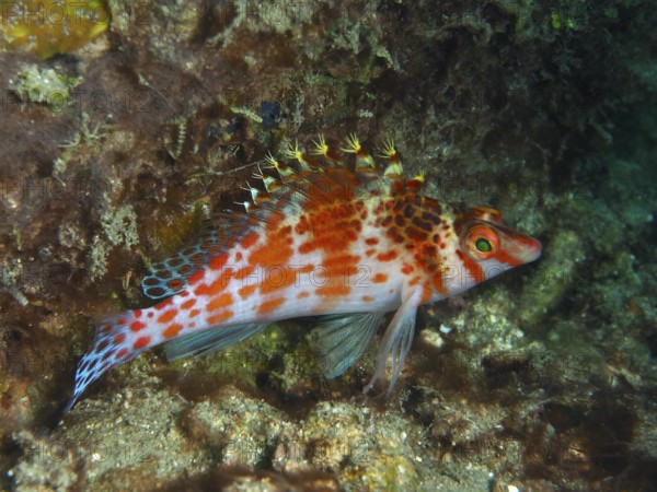 Lively fish with red and blue accents, Dwarf Hawkfish (Cirrhitichthys falco), among corals, dive site Spice Reef, Penyapangan, Bali, Indonesia
