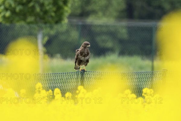 A buzzard (Buteo buteo) sitting on a fence, surrounded by yellow flowers, rape, and blurred background, Hesse, Germany