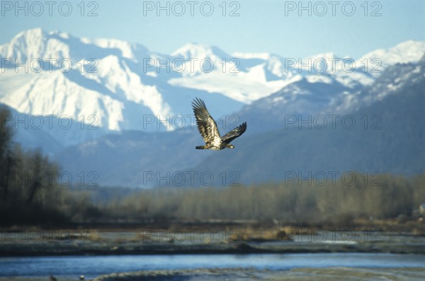 Bald eagle (Haliaeetus leucocephalus), young bird hunting for salmon in the Chilkat Valley near Haines, Alaska, USA