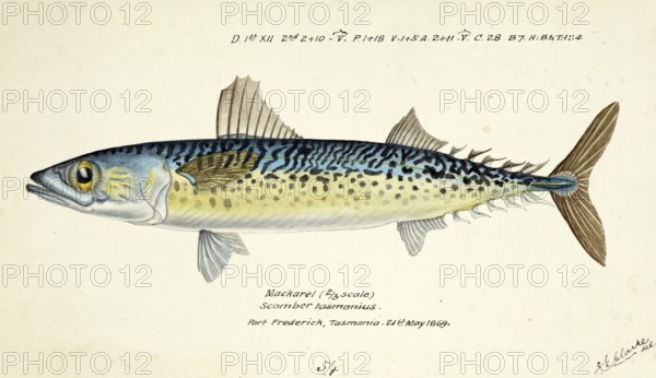 Blue mackerel, also Chub mackerel, Pacific mackerel, slimy mackerel or spotted mackerel, Scomber australasicus, The blue mackerel, fish, reproduction of an original, by Frank Edward Clarke (b. 1849, d. 1899), ichthyologist and scientific draughtsman