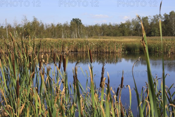 Landscape in the Soos, moor, national nature reserve in the Eger basin near Franzensbad, Karlovy Vary region, Bohemia, Czech Republic, Czech Republic