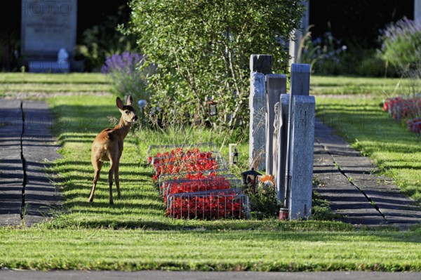 Roe deer (Capreolus capreolus), Hörnli cemetery, Canton Basel, Switzerland