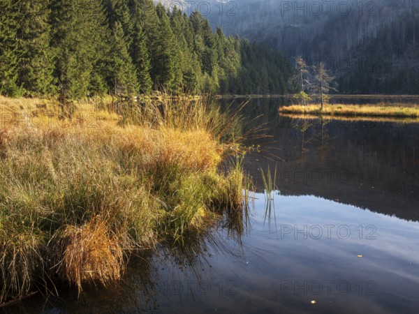 Kleiner Arbersee, Bavarian Forest, Lower Bavaria, Bavaria, Germany