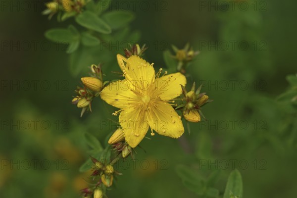 Common St John's wort (Hypericum perforatum), spotted St John's wort or common St John's wort (Hypericum perforatum), medicinal plant, flowering, Wilnsdorf, North Rhine-Westphalia, Germany