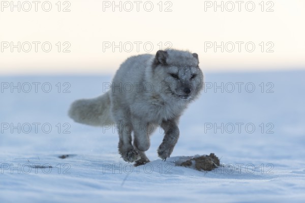 One arctic fox (Vulpes lagopus), (white fox, polar fox, or snow fox) running over a snow covered meadow in the first morning light at 17 degree Celsius below zero