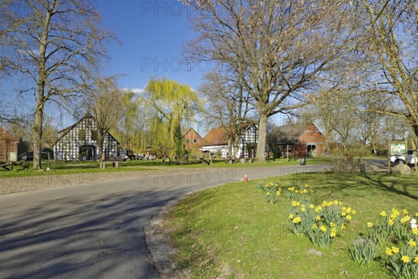 Rural road with spring flowers and half-timbered houses under a blue sky, Rundlingsdorf, Wendland, Lower Saxony, Germany