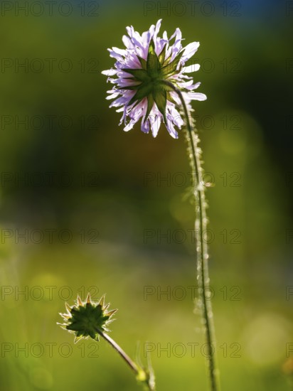 Long-leaved widow flower (Knautia longifolia), Bischofswiesen, Berchtesgadener Land, Upper Bavaria, Bavaria, Germany