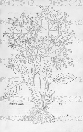 Common water-plantain (Alisma plantago-aquatica), woodcut by Leonhart Fuchs, from New Kreüterbuch, neues Kräuterbuch, Michael Isingrin, Basel, Switzerland, 1543