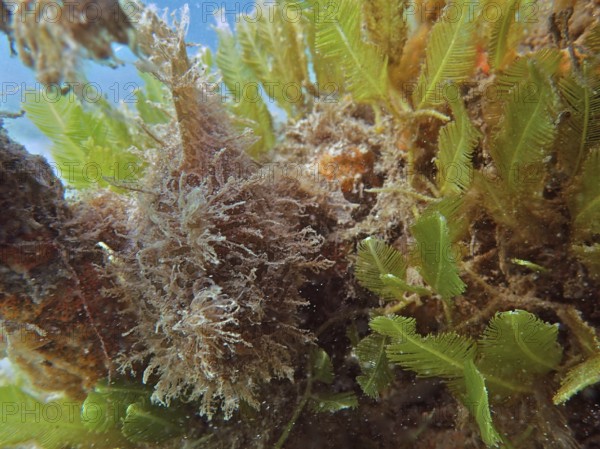 Perfectly camouflaged Striated frogfish (Antennarius striatus) among green underwater plants and algae. Dive site Blue Heron Bridge, Phil Foster Park, Riviera Beach, Florida, USA