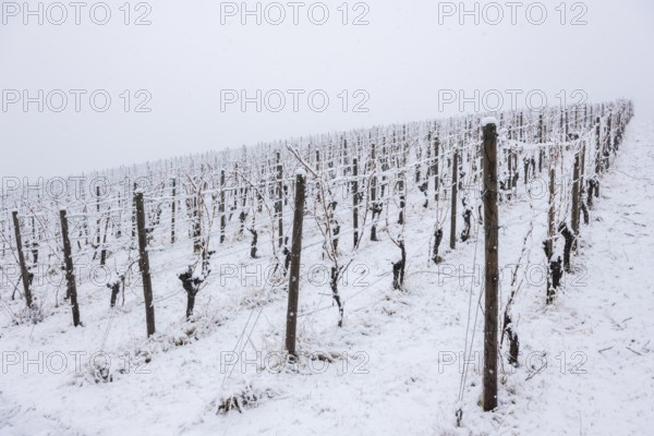 Vineyard with snow-covered vines and cold atmosphere, Remstal, Rems-Murr-Kreis, Baden-Württemberg, Germany
