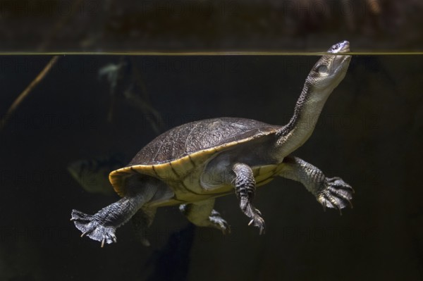 Roti Island snake-necked turtle (Chelodina mccordi), McCord's snakeneck turtle surfacing to breathe in pond, native to Rote Island in Indonesia