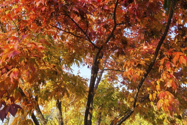 Acer triflorum - Threeflower Maple tree branches with leaves changed to brilliant orange in autumn, Quebec, Canada