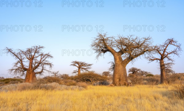 African baobab or baobab tree (Adansonia digitata), several trees at sunrise, Kubu Island (Lekubu), Sowa Pan, Makgadikgadi salt pans, Botswana