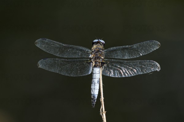 Black-tailed skimmer (Orthetrum cancellatum), male on a perch, basking in the sun, Krickenbecker Seen, North Rhine-Westphalia, Germany
