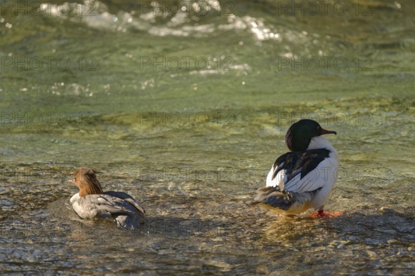 Goosander (Mergus merganser), male and female, in the Kieferbach, Kiefersfelden, Upper Bavaria, Bavaria, Germany