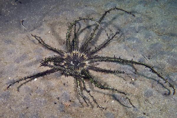 Haeckel's sand anemone (Actinostephanus haeckeli), sea anemone, with long, thin arms lies on the sandy seabed, dive site USAT Liberty, Tulamben, Bali, Indonesia