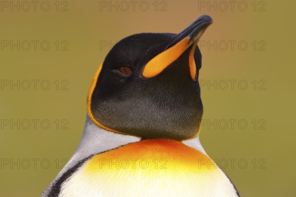 Head of penguin. Bird from Falkland Islands. Detail portrait of king penguin in Antarctica
