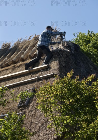 Roofer on a thatched roof at work on a traditional Frisian house, Wyk auf Föhr, Schleswig-Holstein, Germany