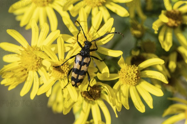 Leptura annularis (Leptura annularis) on ragwort (Jacobaea vulgaris), Emsland, Lower Saxony, Germany