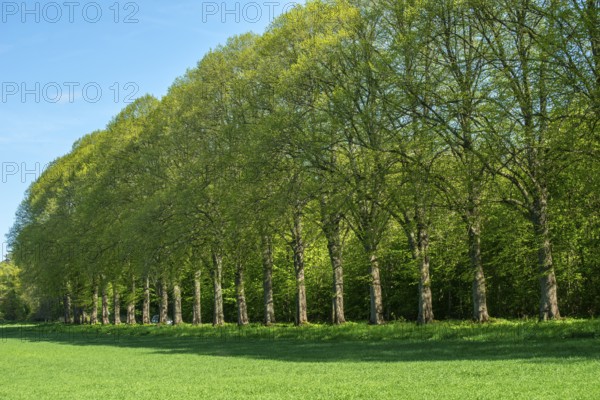 Alley of elm trees in Köpingebro, Ystad municipality, Skåne county, Sweden, Scandinavia
