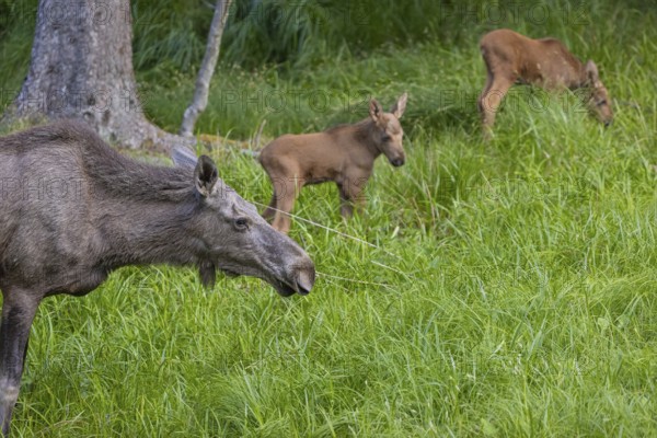 One adult female moose or elk, Alces alces, with two baby moose (19 days old, born May 8, 2020) standing on a meadow with fresh green grass