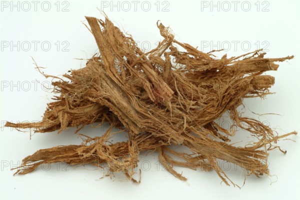 Incha, queen sago, is a species of palm fern, sago palm fern, Cycas cireinnalis, medicinal plant, bark of a shrub, tree, India, use for Ayuveda