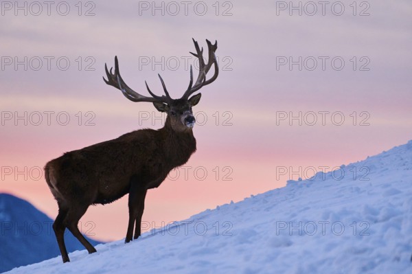 Red deer (Cervus elaphus) stag on a snowy meadow in the mountains in tirol at sunset, Kitzbühel, Wildpark Aurach, Austria