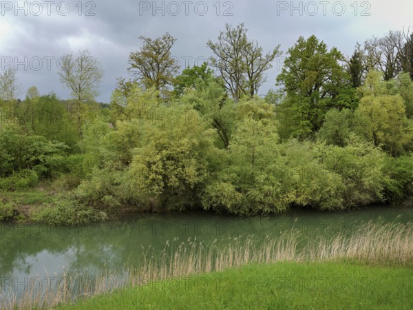Small stream leads through forest, Siebeneichen nature reserve, Merenschwand, Freiamt, Canton Aargau, Switzerland