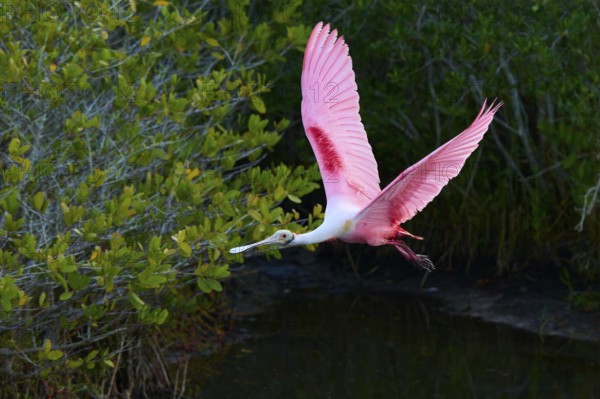 Roseate spoonbill (Ajaja ajaja), flying over a wooded area, Black Point Wildlife Drive, Titusville, Florida, USA