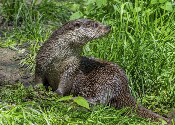 Eurasian otter, European river otter (Lutra lutra) resting in grassland along river bank, riverbank