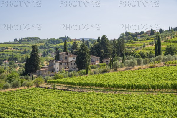 Tuscan landscape, country estate with vineyards, forests, olive trees and cypresses in Chianti, Chianti Region, Tuscany, Italy