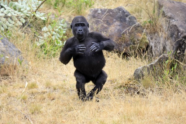 Western gorilla (Gorilla gorilla), young animal, imposing behaviour, in a meadow