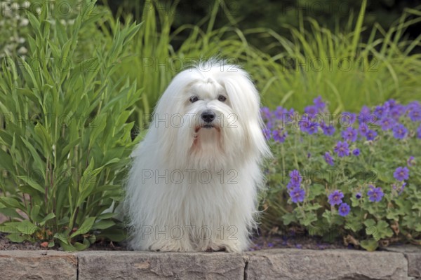 Coton de Tulear, cotton dog