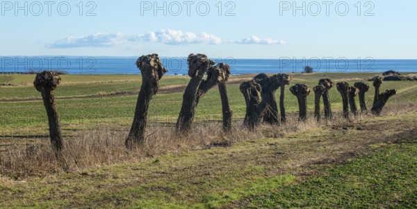 Row of pruned willow trees (Salix) at Skillinge, Simrishamn municipality, Skåne county, Sweden, Scandinavia