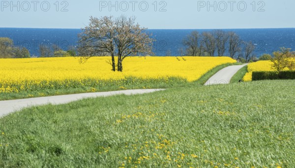 Country road through blooming rapeseed fields and with the Baltic Sea behind at Brantevik, Simrishamn municipality, Skåne County, Sweden, Scandinavia