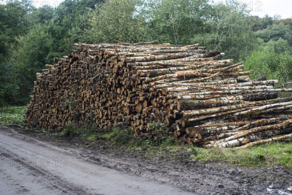 Pile of birch logs at forest road in Snogeholm, Sjöbo municipality, Skåne county, Sdinaviaweden, Scan